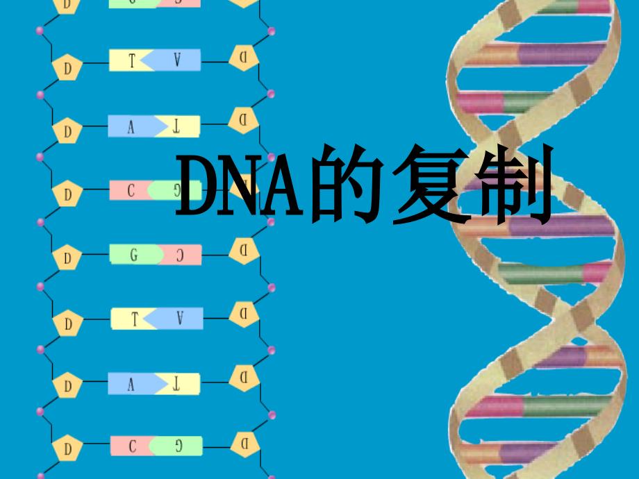 有关DNA分子复制的计算_第1页