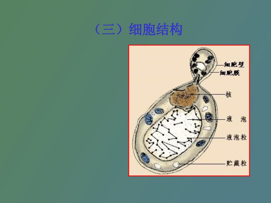 酵母细胞结构_第1页