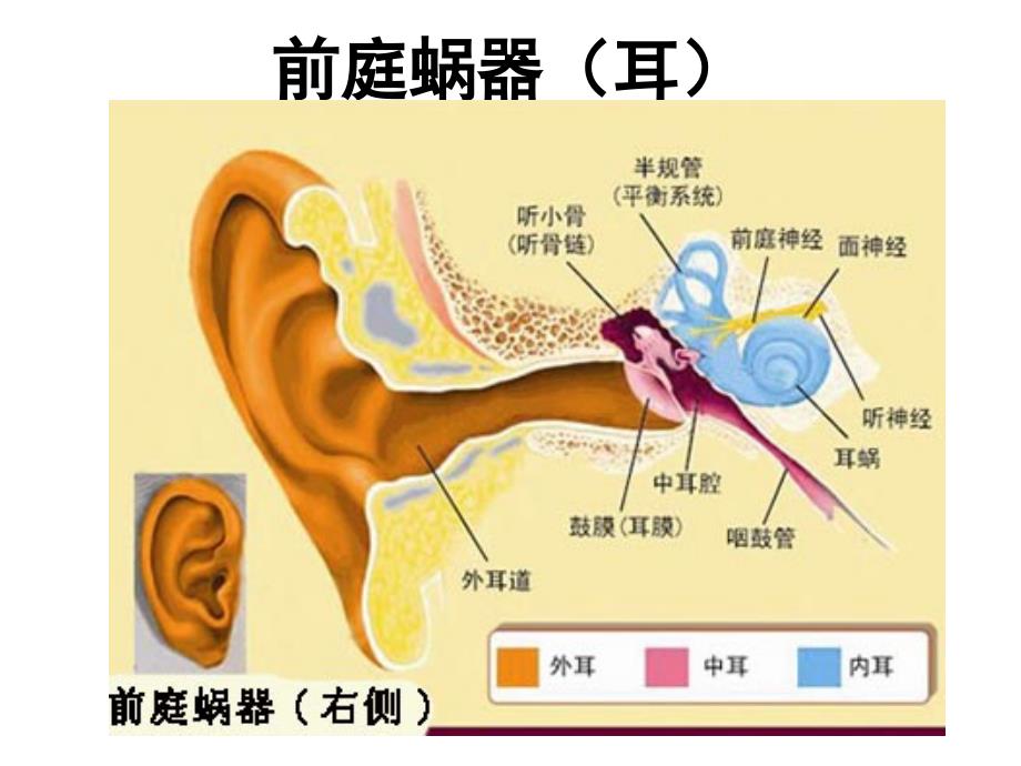 《系统解剖》课件19.前庭蜗器wzf_第1页