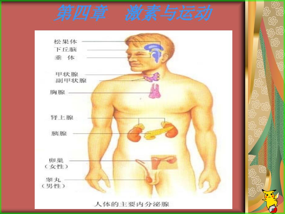 《激素与运动》PPT课件_第1页