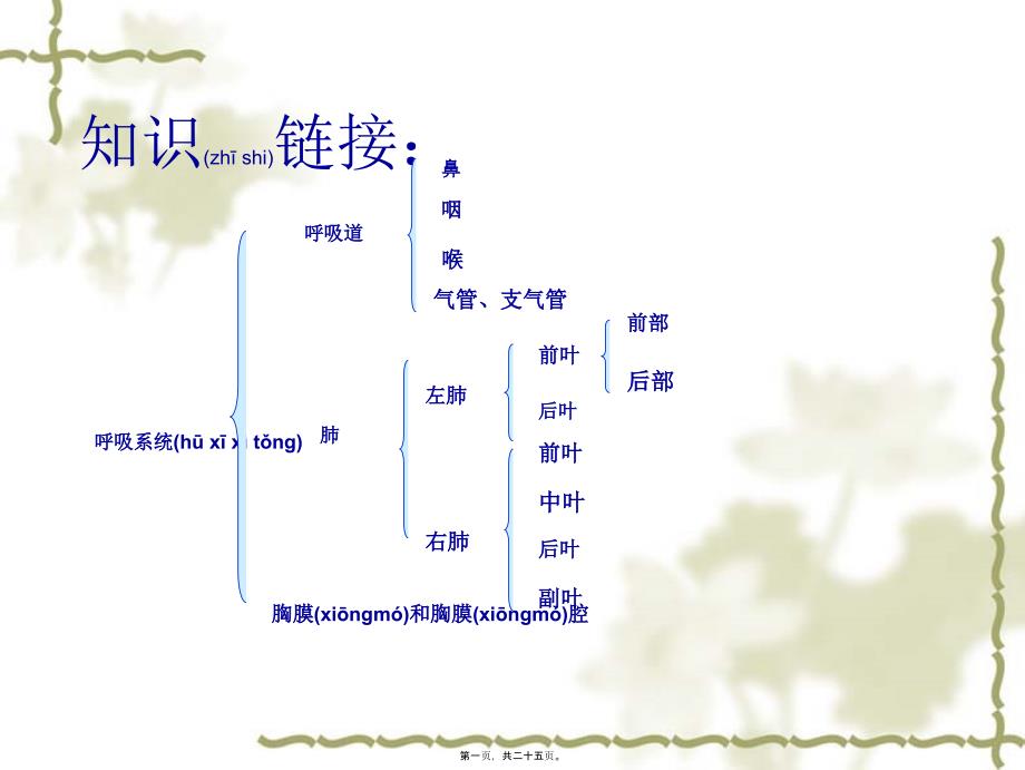 第一章第二节猪的内脏：泌尿系统_第1页