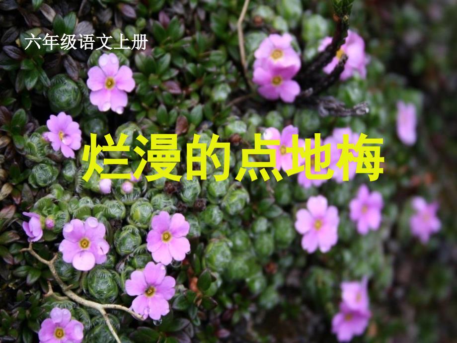 语文上册《烂漫的点地梅》课件_第1页