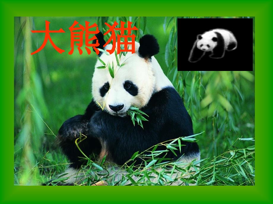 小学语文S版一年级下册《大熊猫》课件_第1页