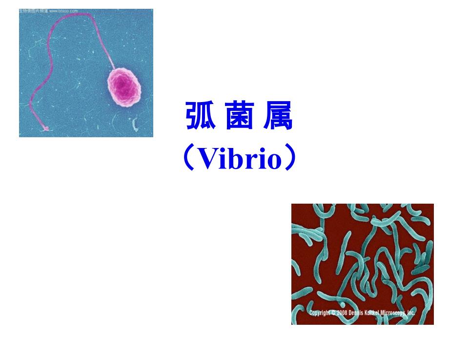 霍乱弧菌与副溶血性弧菌课件_第1页