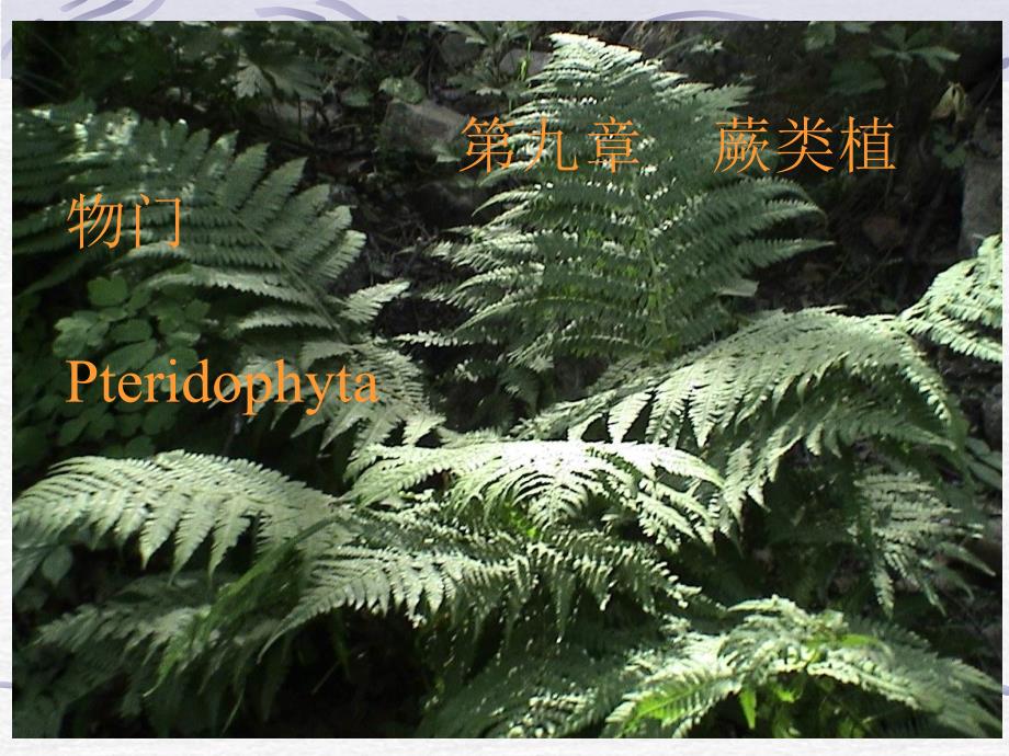 《蕨类植物门》PPT课件_第1页