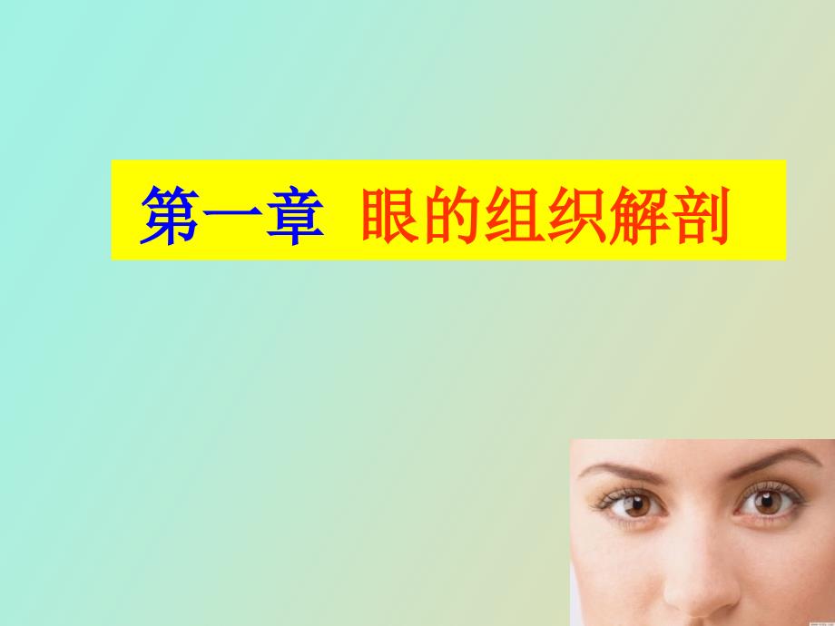 眼的组织解剖_第1页