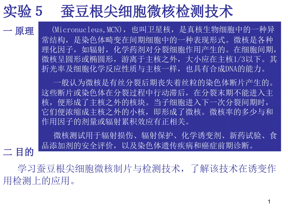 实验５蚕豆根尖细胞微核检测技术_第1页