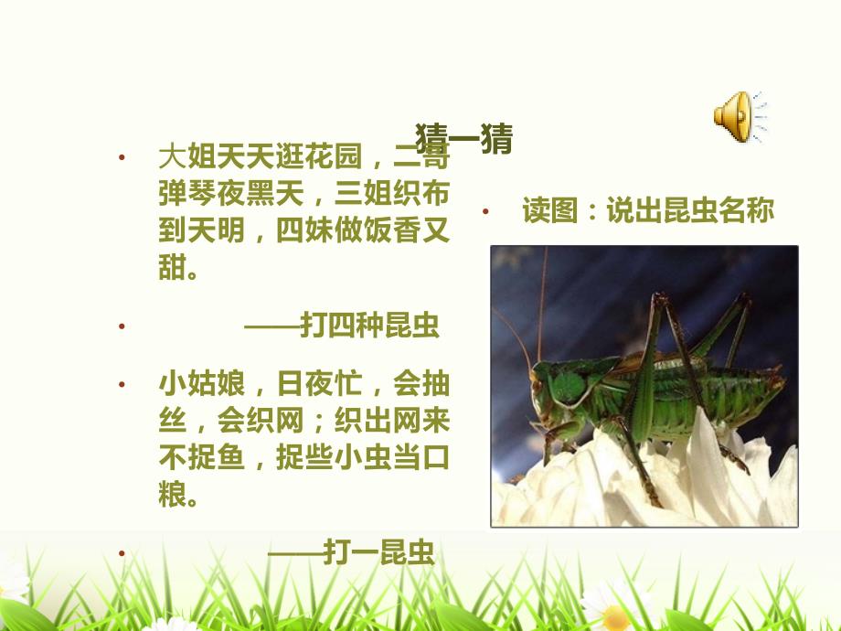 彭良举：《绿色蝈蝈》课件_第1页