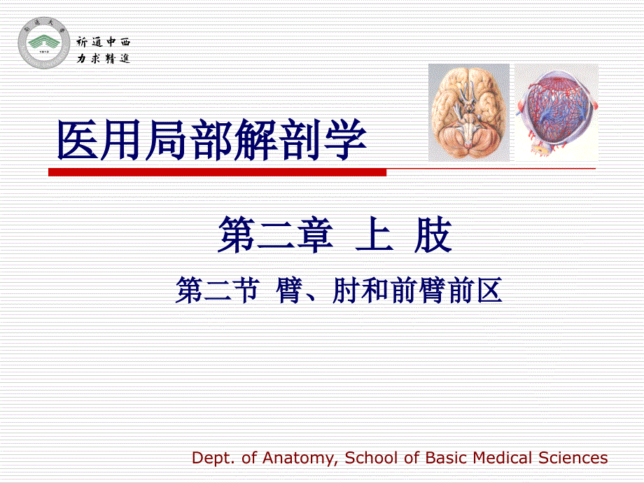 医用局部解剖学臂肘和前臂前区_第1页