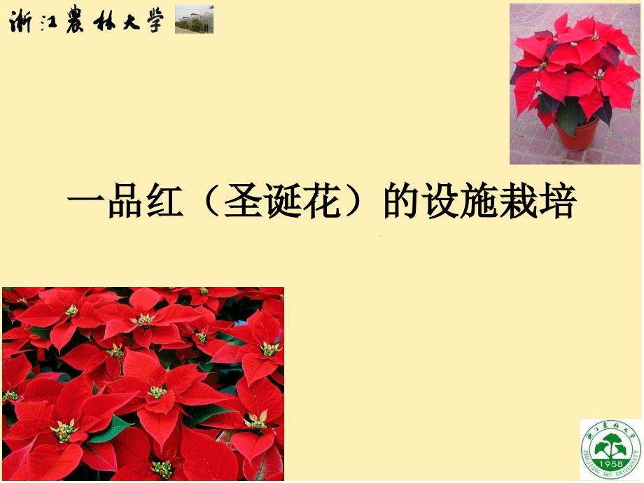 观赏植物设施栽培ppt制作——一品红_第1页