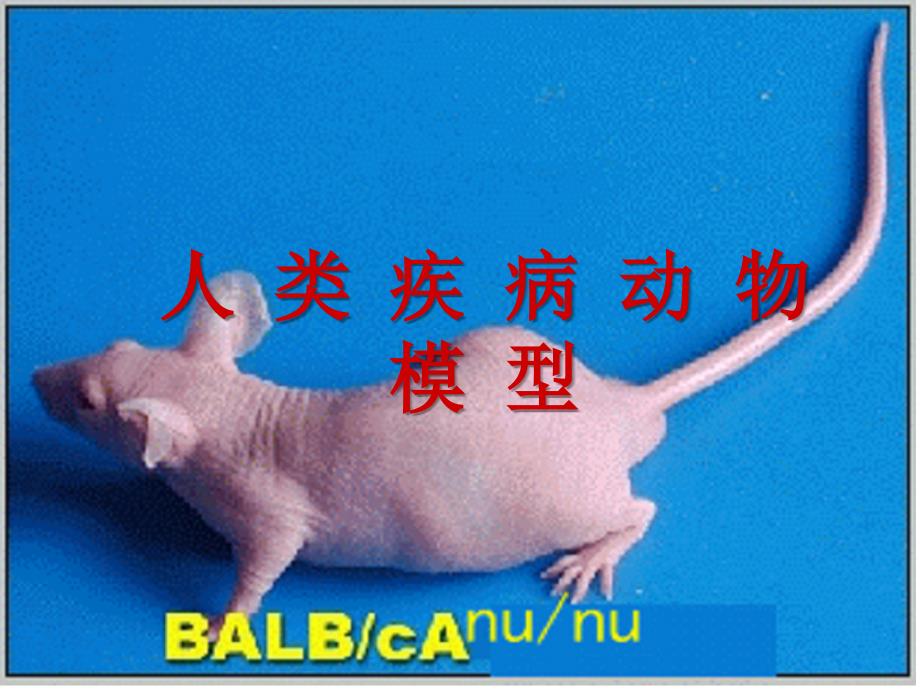 人类疾病实验动物模型 全面 详细_第1页