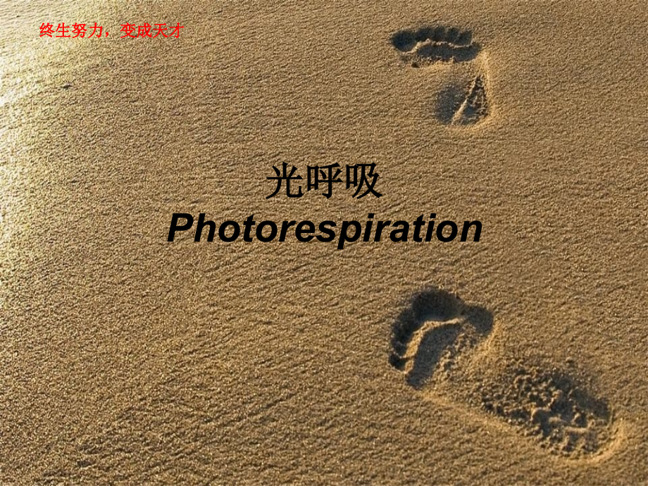 光呼吸-生物课件_第1页