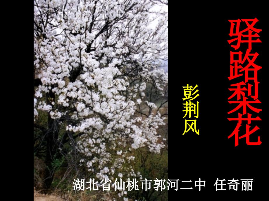 cyu驿路梨花387_第1页