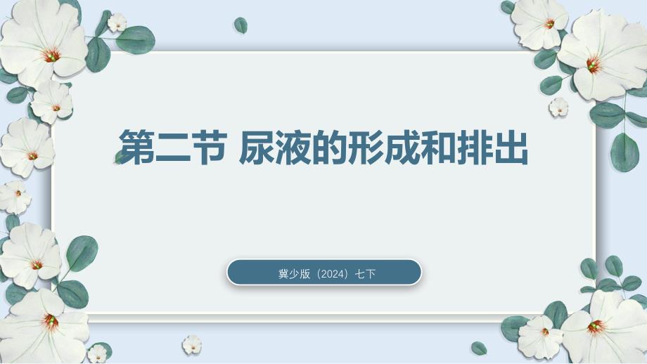 冀少版（2024）新教材七年级生物下册第三单元第四章第2节《尿液的形成和排出》核心素养课件_第1页