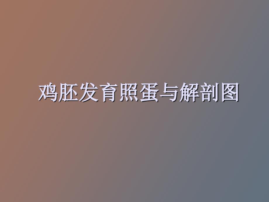 鸡胚发育照蛋与解剖_第1页