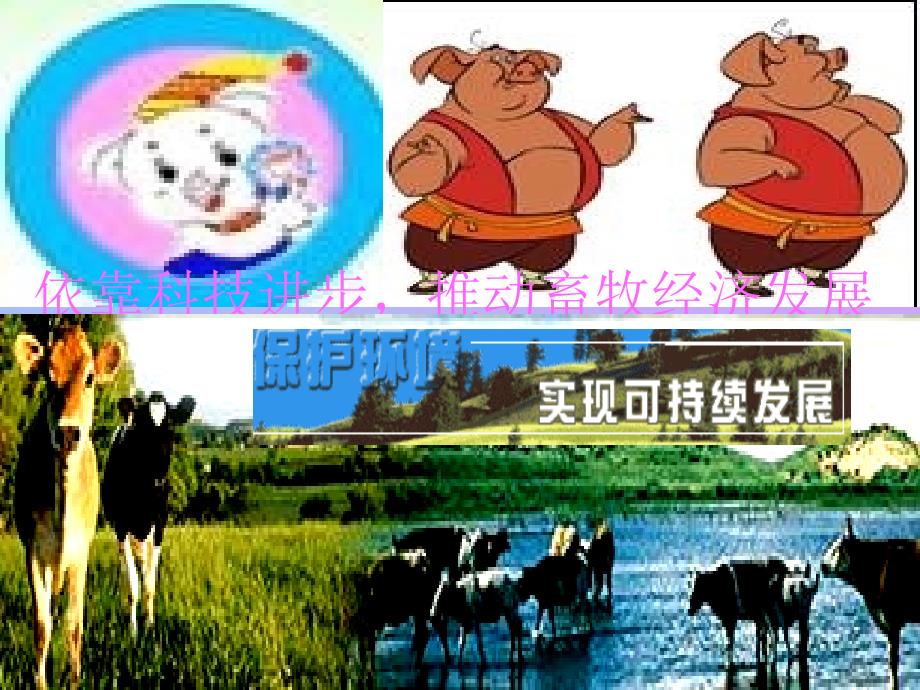 《动物消化系统》PPT课件_第1页