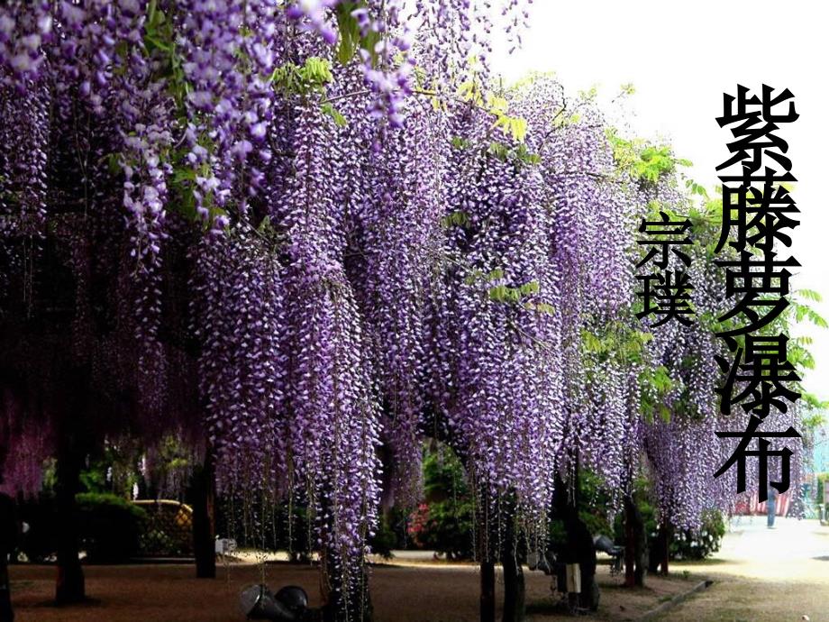 《紫藤萝瀑布宗璞》PPT课件_第1页