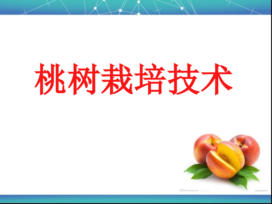 桃树栽培技术分析课件_第1页
