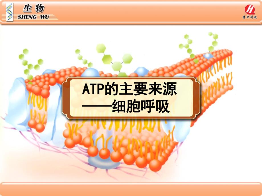 教育专题：53细胞呼吸_第1页