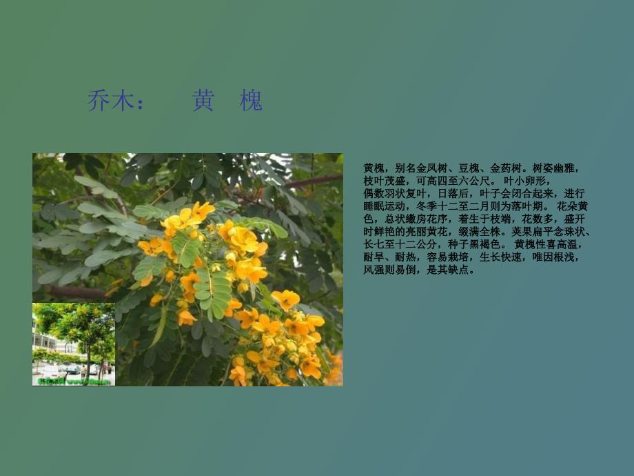 南方乔木植物_第1页