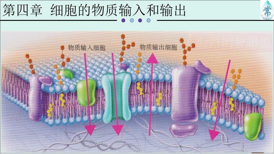 《被动运输》公开课ppt课件高生物人教版_第1页