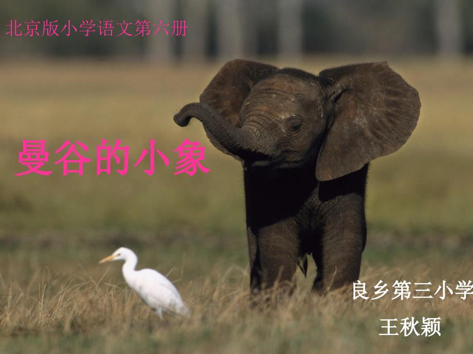 三年级语文下册 曼谷的小象课件 北京 (2)_第1页