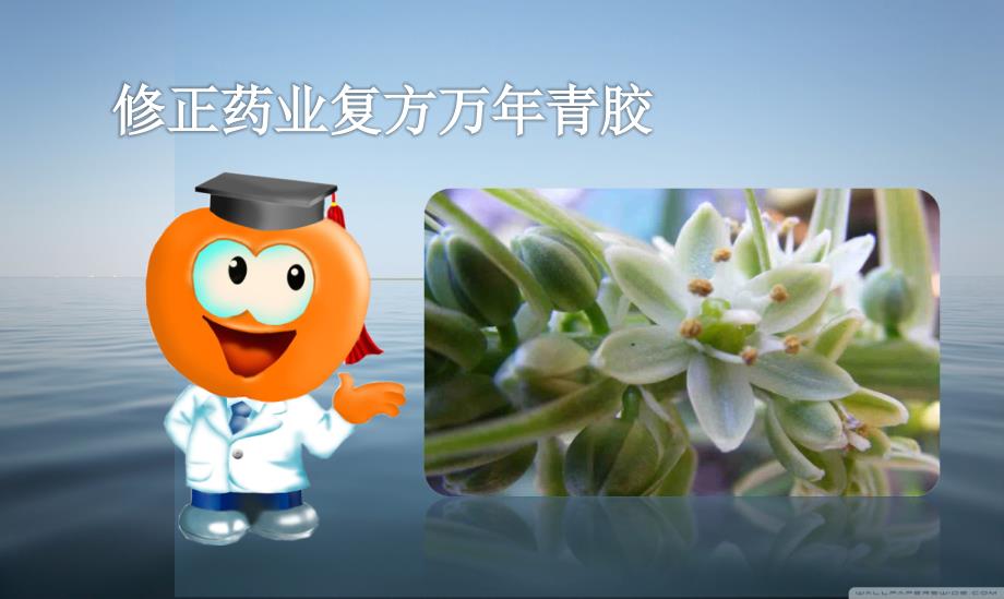 修正药业复方万年青科室课件_第1页