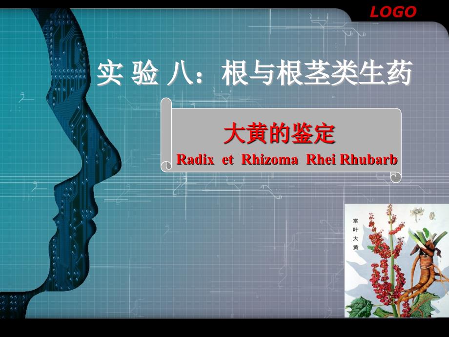 大黄的鉴定(实验)_第1页