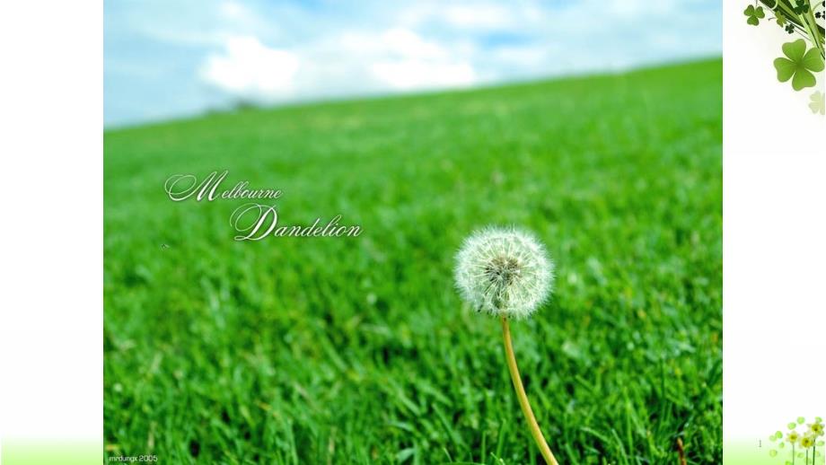 金色的草地(部编版)课件_第1页