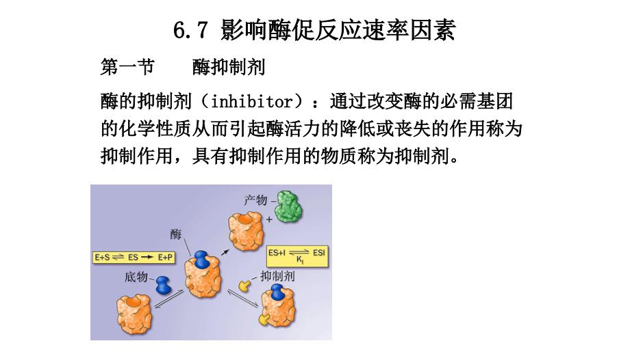 《酶的竞争性抑制》PPT课件_第1页