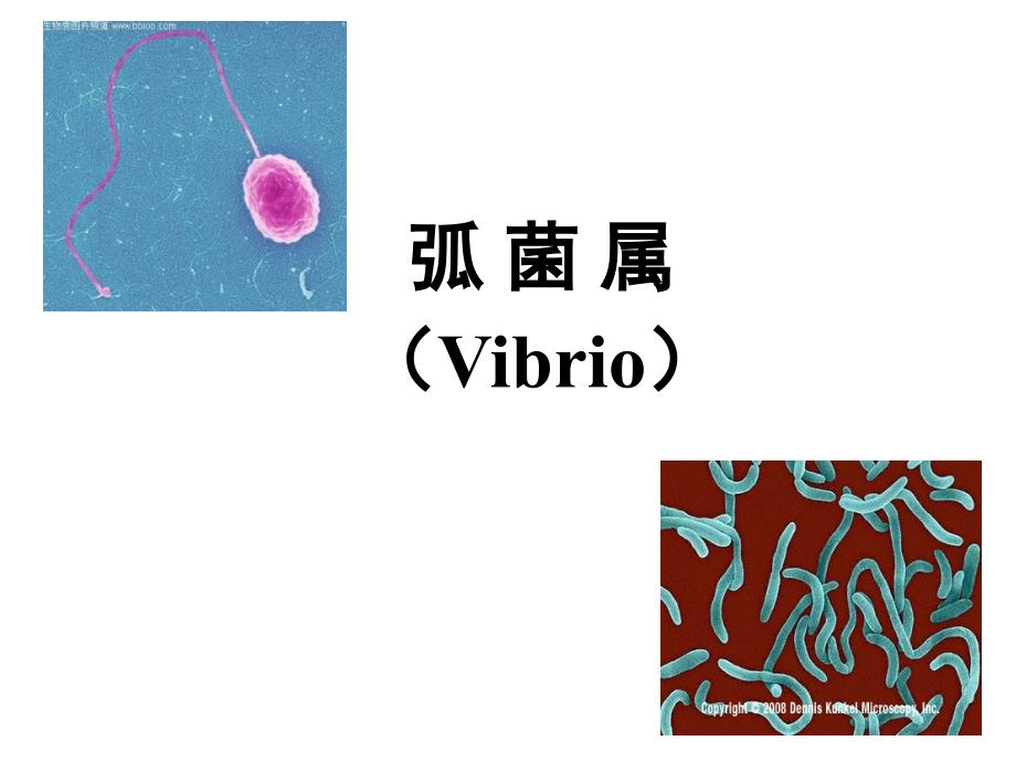 霍乱弧菌与副溶血性弧菌课件_第1页