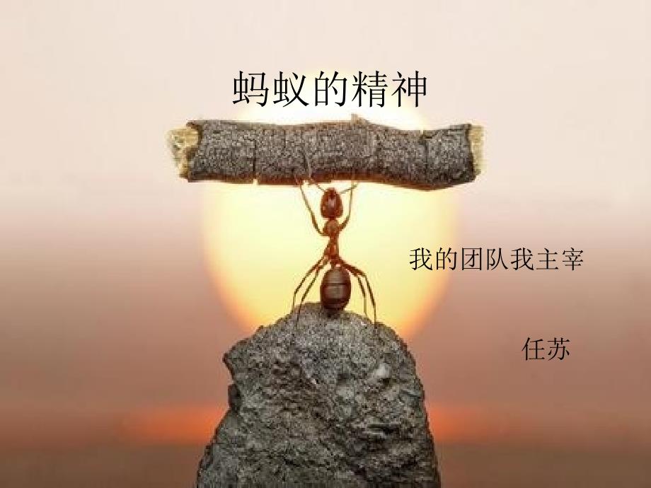 团队合作蚂蚁的精神_第1页