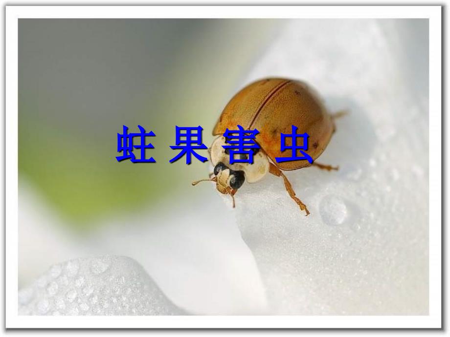 第八章-蛀果害虫_第1页