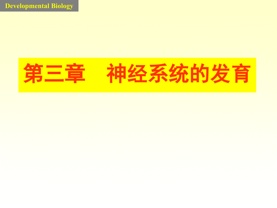 神经系统的发育_第1页