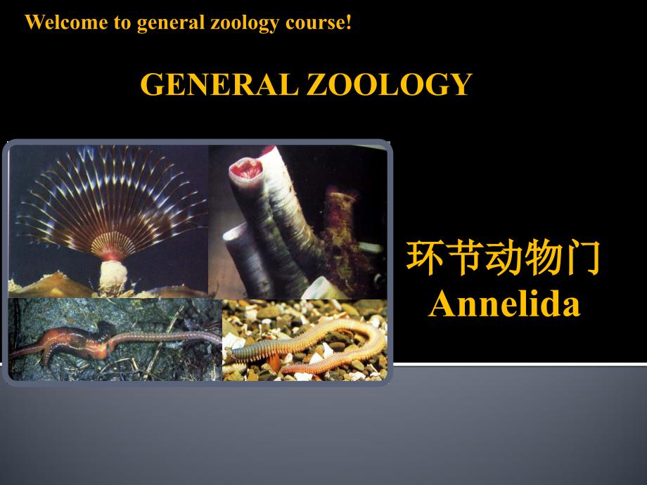 动物学-环节动物门 PPT_第1页