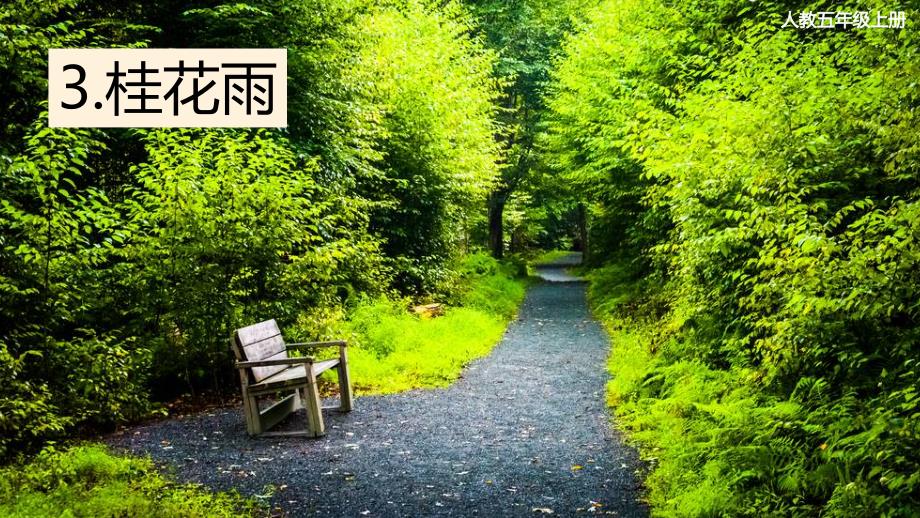 人教部编版五年级语文上册桂花雨课件_第1页