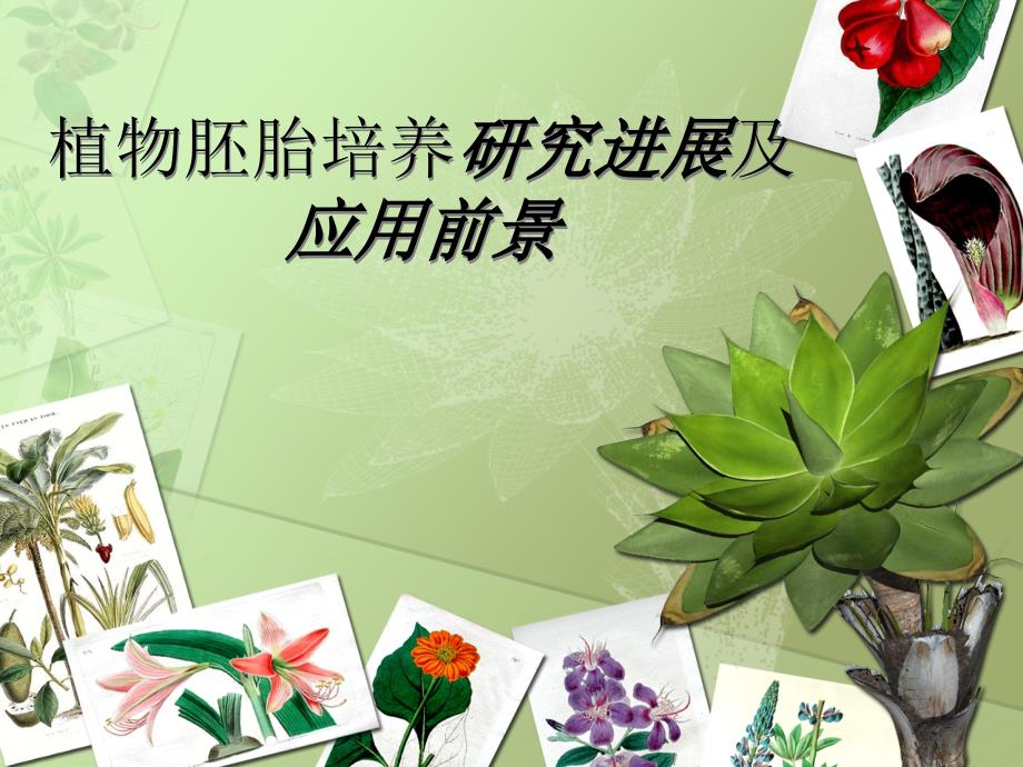 植物胚胎培养研究进展及应用前景_第1页