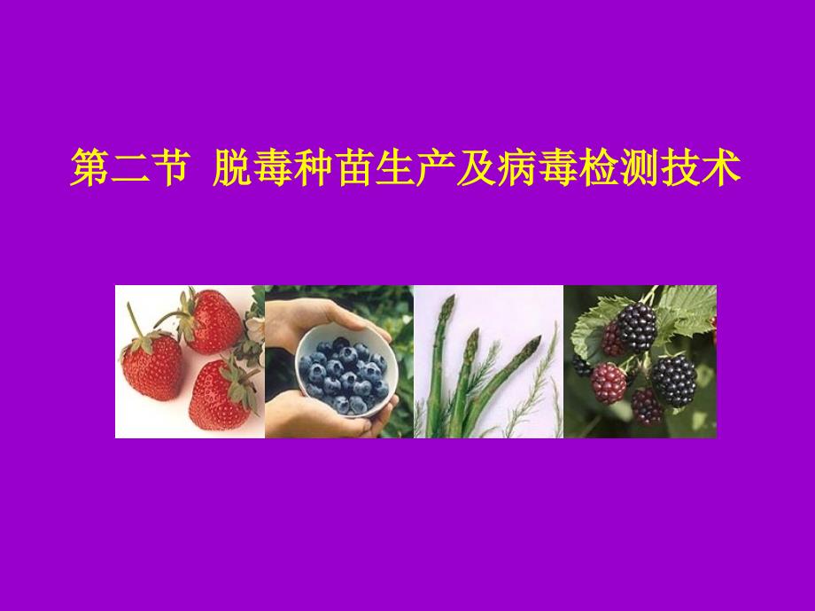 《脱毒苗培养》PPT课件_第1页