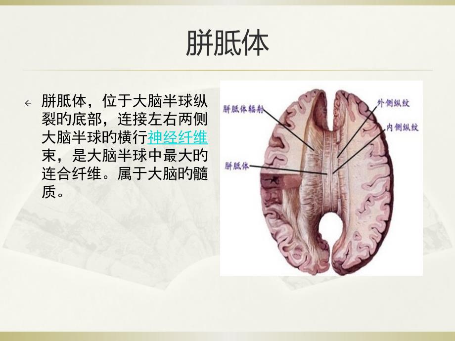 胼胝体专业知识_第1页