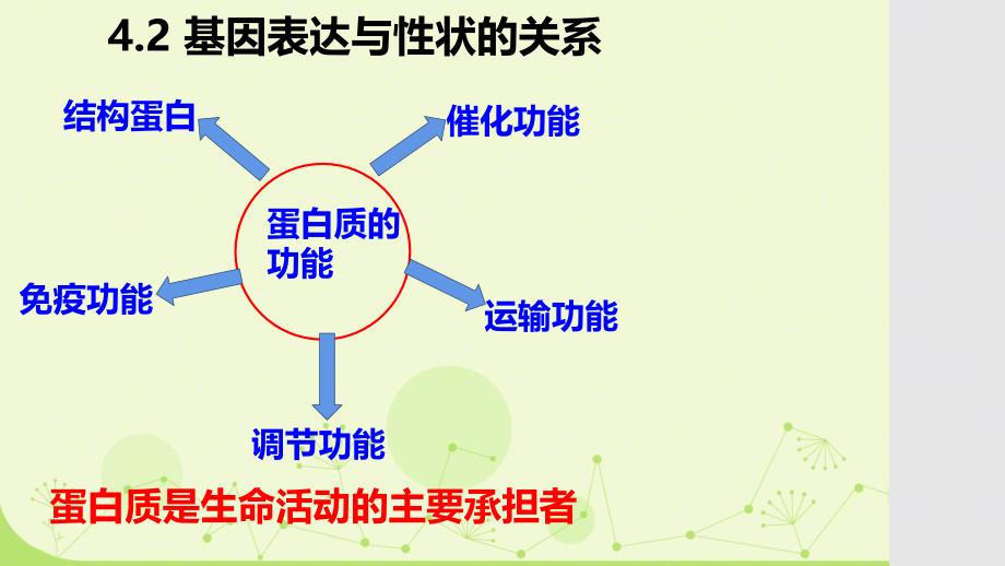 生物基因表达与性状的关系课件-2023-2024学年高一下学期生物人教版必修2_第1页