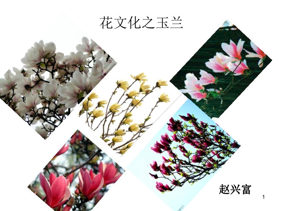 玉兰花文化课件_第1页