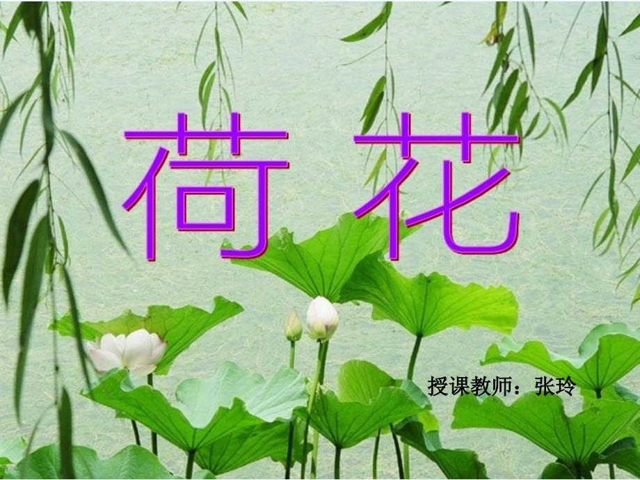 苏教版三年级语文下册张玲《荷花》PPt_第1页