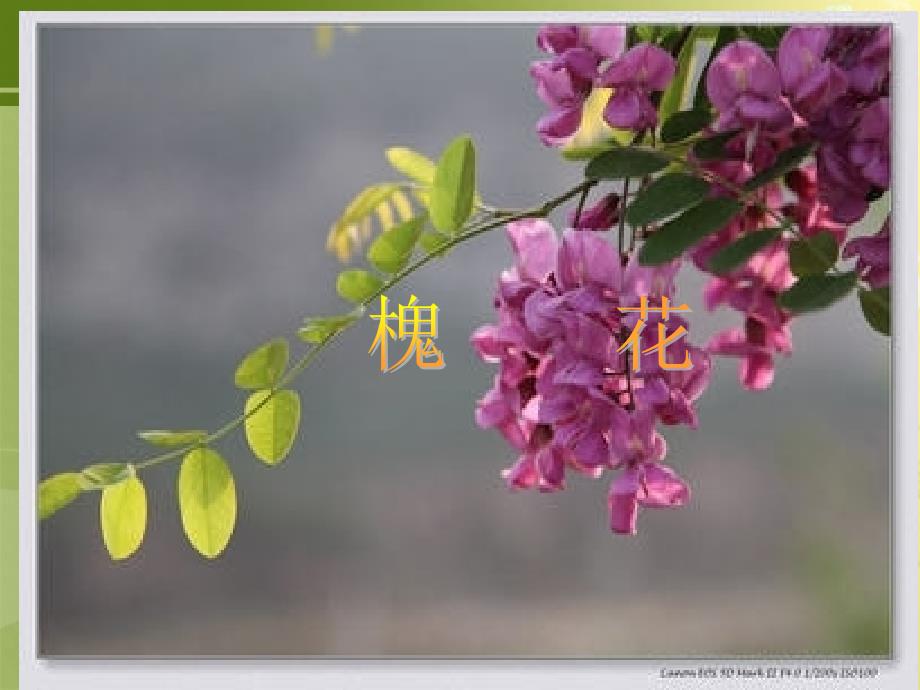 《中药鉴定》PPT课件_第1页