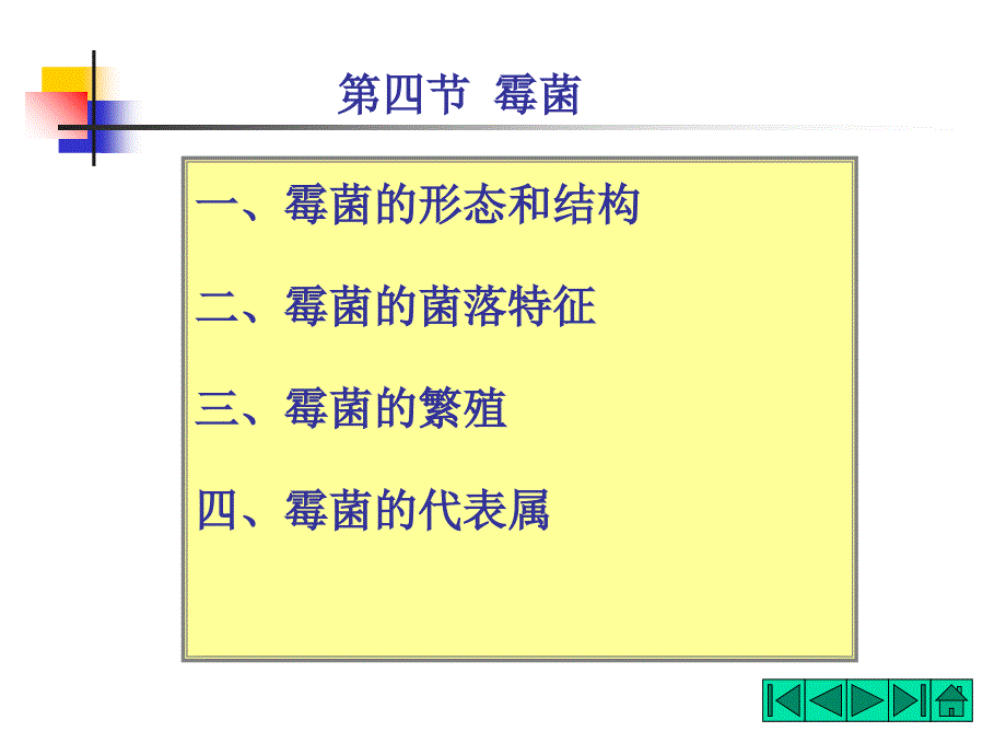 霉菌的形态和结构课件_第1页