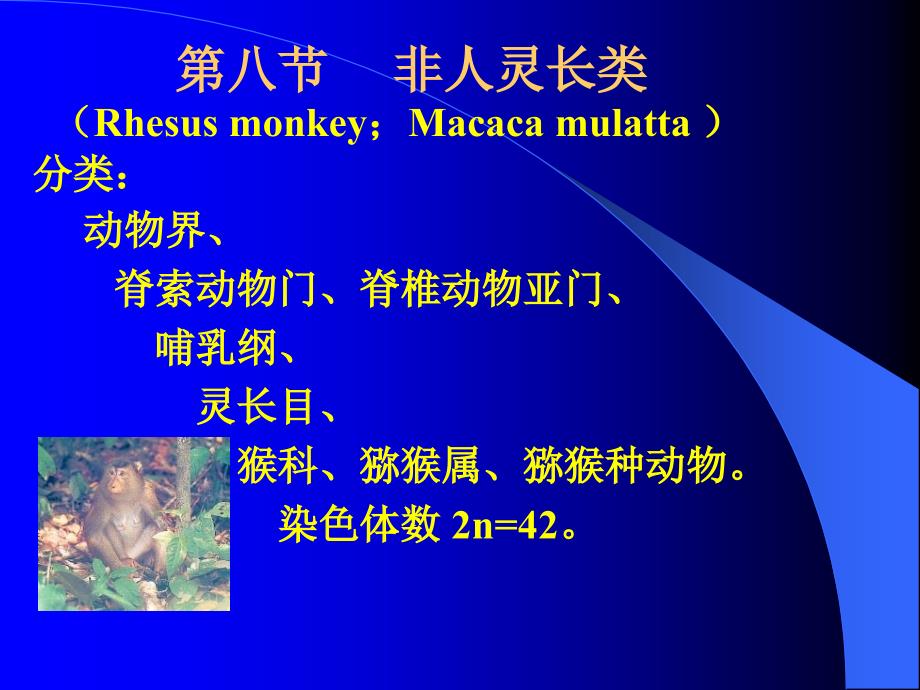 常用实验动物4_第1页