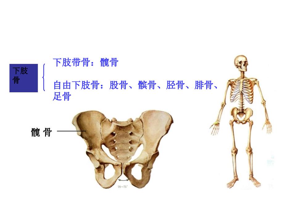 《肢骨及连接》PPT课件_第1页