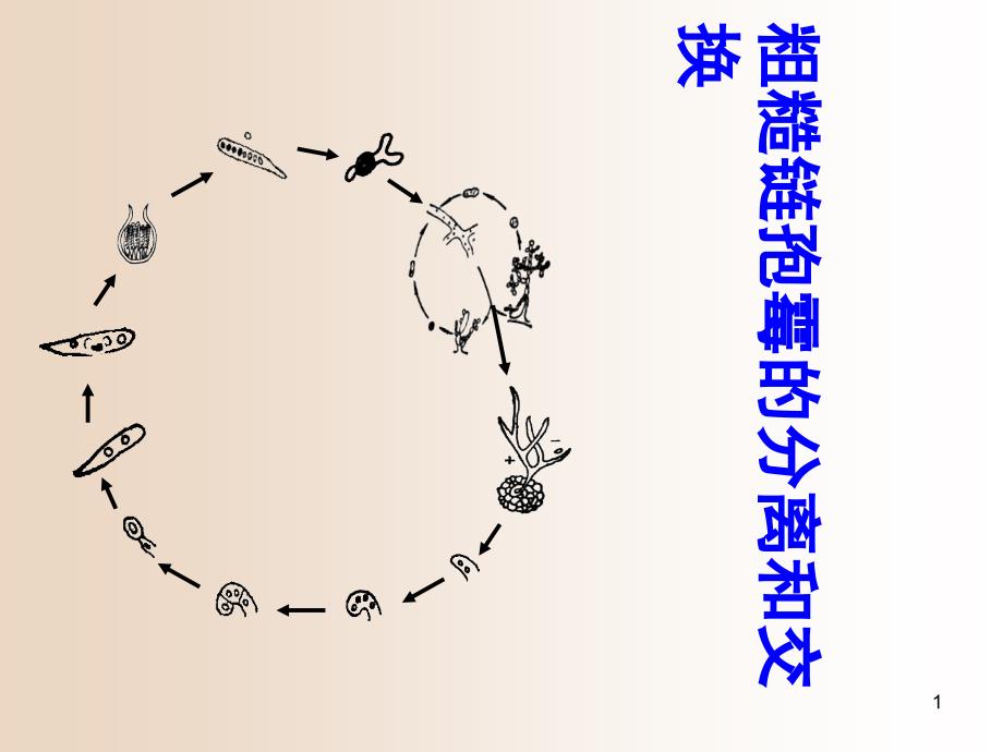 PowerPoint-Presentation---中山大学课程课件_第1页