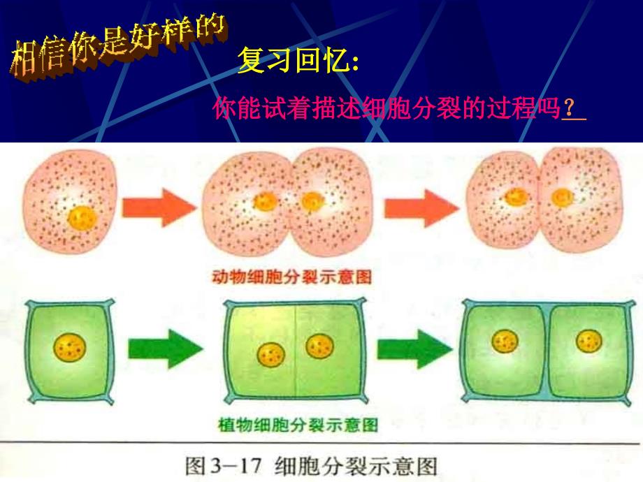 第二节动物体的结构层次_第1页