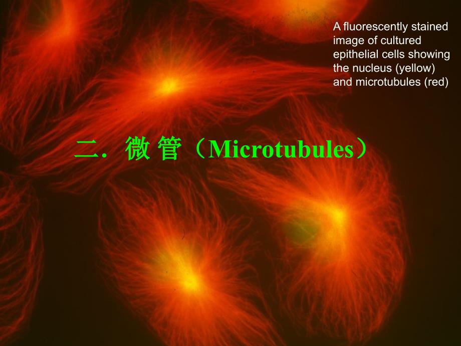 细胞生物学-微管微丝_第1页