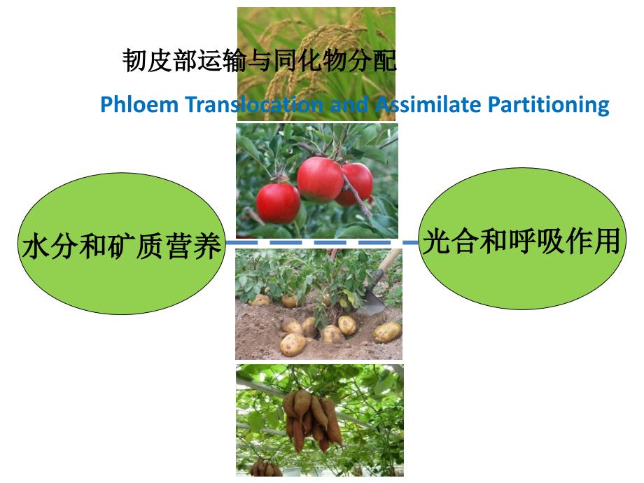 韧皮部运输与同化物分配(1) 完整版_第1页